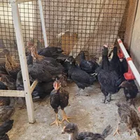 مرغ و‌خروس و جوجه|حیوانات مزرعه|تهران, شهرک تختی|دیوار