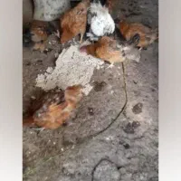 ۲۰۰۰۰۰۰۰