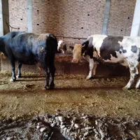 دوعدد گاو آبستن دوتا گوساله ماده سمینتال