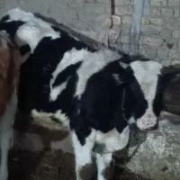 گوساله پای پروار و تلیسه کشتاری