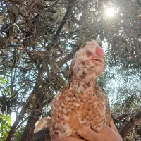 مرغ وخروس گلین لری