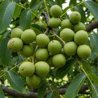 نهال آلو سانتاروزه درشت و آبدار ، پربار و اقتصادی|خدمات باغبانی و درختکاری|سنندج, |دیوار