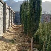نهال سروناز شیراز