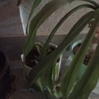 گل ها|گل و گیاه طبیعی|کازرون, |دیوار