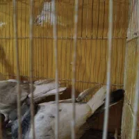 سینه وساده|پرنده|مشهد, مشکینی (شهرک غرب)|دیوار