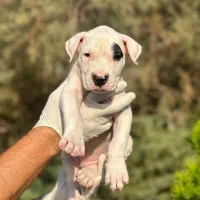 روت ژرمن و....|سگ|فردیس, منظریه|دیوار