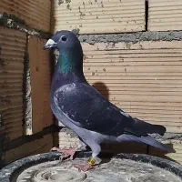 کبوتر پلاکی مسابقه ای