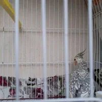 یک عدد عروس هلندی با قفسش|پرنده|بروجرد, |دیوار