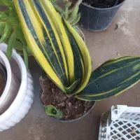 فروش انواع گل اپارتمانی|گل و گیاه طبیعی|بندرعباس, |دیوار