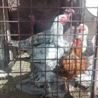 برهما  وبوقلمون