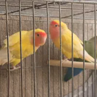 طوطی برزیلی