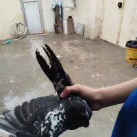 کبوتر سوسکی