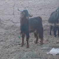 چپش نری رشتی چاق