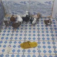 کبوتر