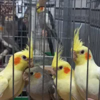 یه جفت عروس هلندی با قفس و یک عدد جوجه