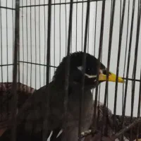 مینا تازه به حرف
