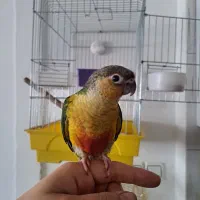 جوجه گرینچیک