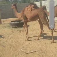 شتر 4زه وهاشی نو چمل