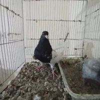 کفتر|پرنده|مشکین‌دشت, |دیوار