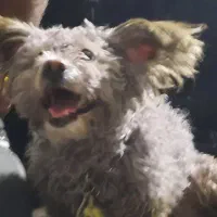 سگ پودل بازیگوش