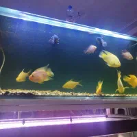 آکواریومدوطبقه