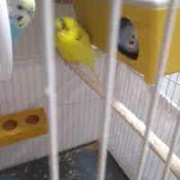 مرغ عشق نر و ماده