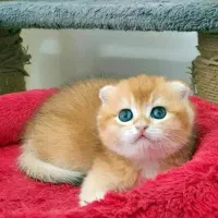 گربه اسکاتیش