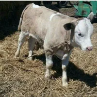 خرید وفروش گوساله های پرواری سمینتال و هلشتاین|حیوانات مزرعه|بندر ترکمن, |دیوار