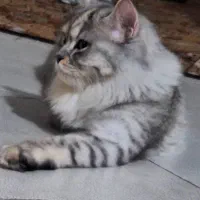 گربه برتیش|گربه|تهران, شهرک طالقانی|دیوار