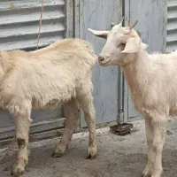 بزغاله کولار سانن|حیوانات مزرعه|سیمین شهر, |دیوار