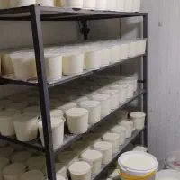 تولید و توزیع لبنیات محلی