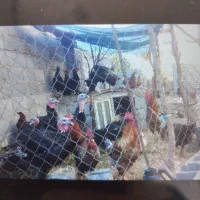 فروش بقلمون محلی وخروس محلی