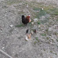 مرغ پا کوتاه همراه 9 تا جوجه