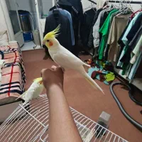 دو عدد عروسی هلندی نر و یک ماده|پرنده|شاهینشهر, حافظ شمالی|دیوار