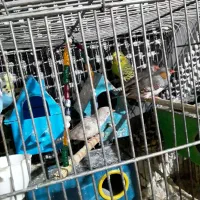 عروس فنج مرغ عشق کفتر نقشی پرشی ساتن غلاغع|پرنده|پیر بکران, |دیوار