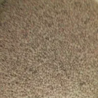 عدس زود پخت آسمان اباد