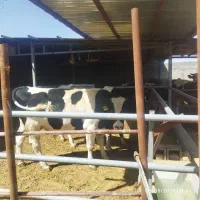 گوساله هلیشتان