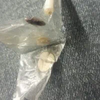 سنگ مهره|کلکسیون اشیاء عتیقه|اردبیل, |دیوار