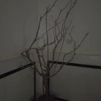 درخت دکوری|گل مصنوعی|زابل, |دیوار