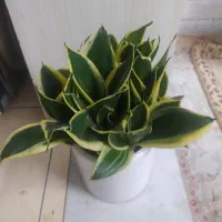 گل دکوری طبیعی هدیه کامپکت سانسوریابلک گلدباپاجوش|گل و گیاه طبیعی|تهران, خانی آباد نو شمالی|دیوار