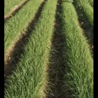 خریداری پیاز شما سر زمین