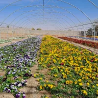 گلخانه تولید بنفشه. سبدی ، کلی و جزئی|گل و گیاه طبیعی|مشهد, میان ولایت|دیوار