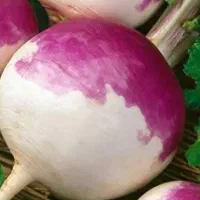 شلغم ترخینه