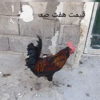 سه تا خروس