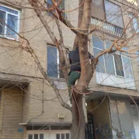 باغبانی کاشت گل گیاه علف زنی چوب بری چمن کاری|خدمات باغبانی و درختکاری|کرج, دهقان ویلا|دیوار