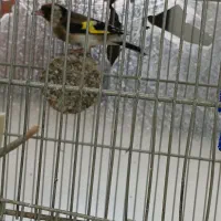 سهره کیاسر دهن بلبلی|پرنده|صباشهر, |دیوار