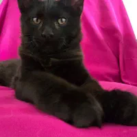 گربه خاص مین کون|گربه|تهران, چیذر|دیوار