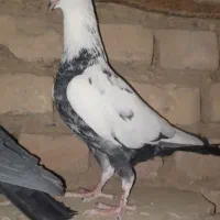 جوجه کفتر نر