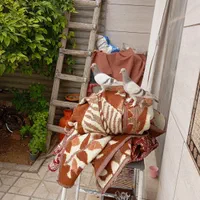 سوسنی ترکیه ای|پرنده|شیراز, داریون|دیوار