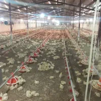 مرغداری گوشتی ۱۳۰۰۰متر